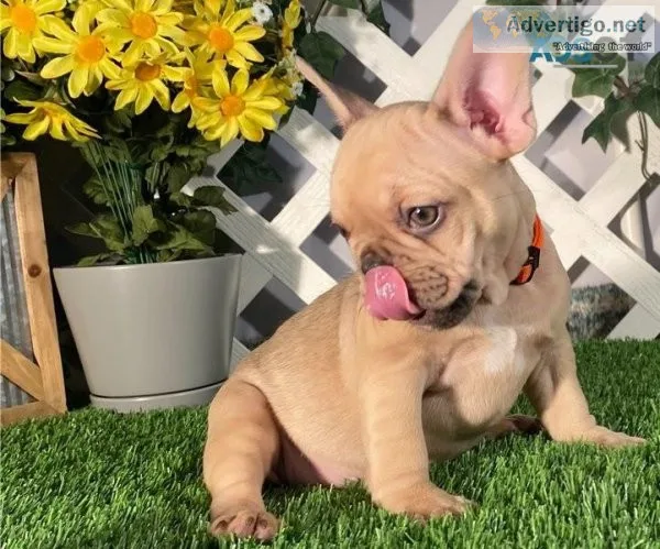 Stunning AKC French Bulldog Puppies For Sale