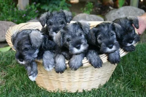 AKC Miniature Schnauzer