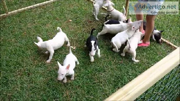 Akc Mini Bull Terriers Puppies