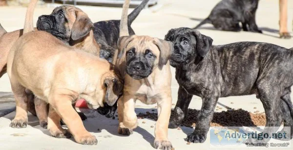 Presa Canario pups