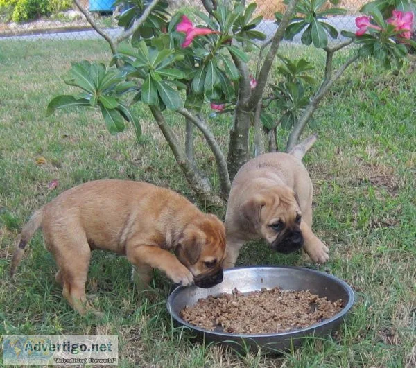 Bullmastiff Fawn Puppies