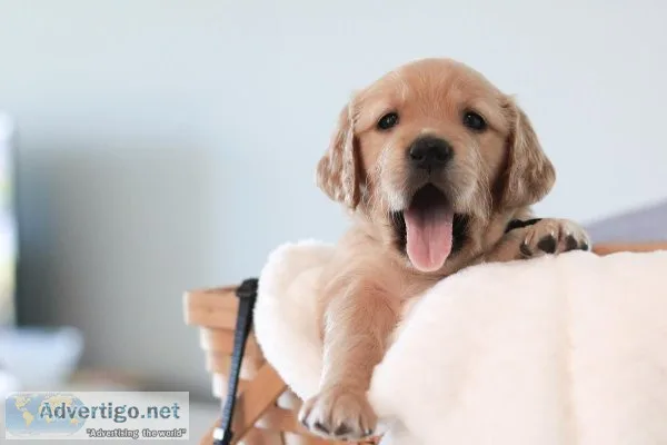 Golden Retriever Puppies