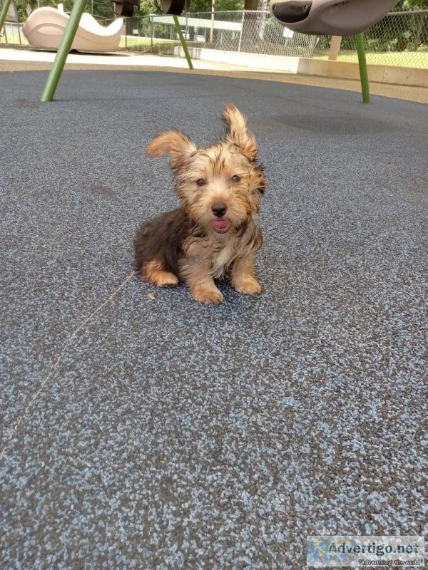 TEACUP YORKSHIRE TERRIER