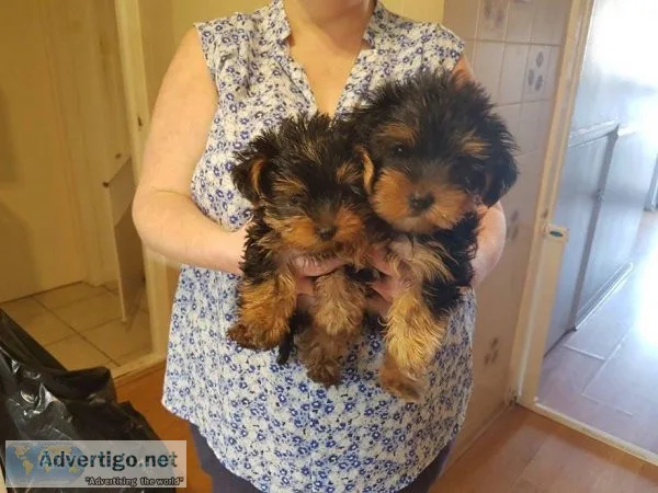Registered Purebred Tiny Yorkie