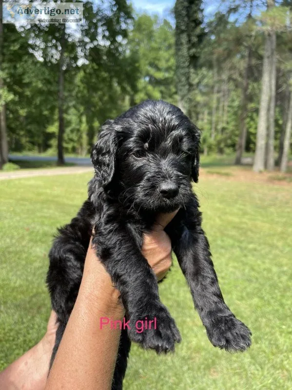 Black Golden Doodle Puppies
