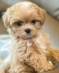 Female Maltipoo puppies(Maltese -Toy Poodle)