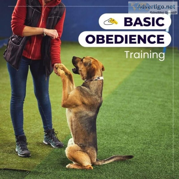 Best Dog Training Services in Noida At Affordable Prices