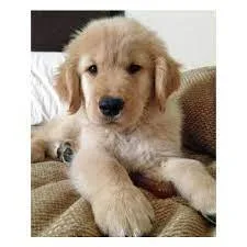 Golden Retrievers Pups