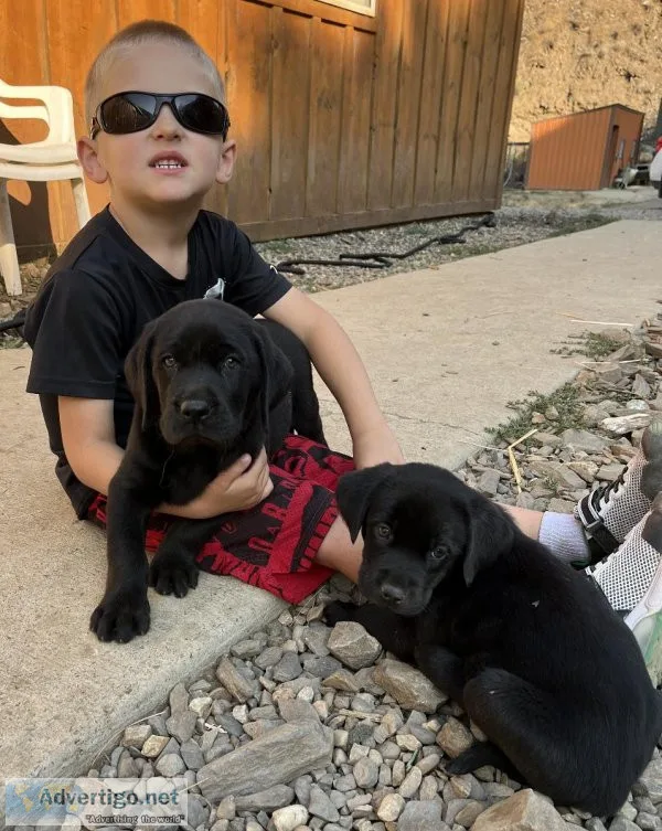AKC Black Lab Male Pups