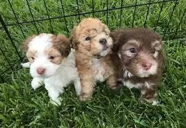 AKC Havanese Puppies