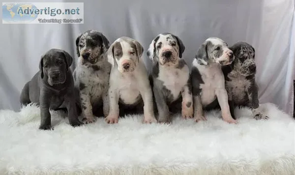 Great Dane pups - AKC