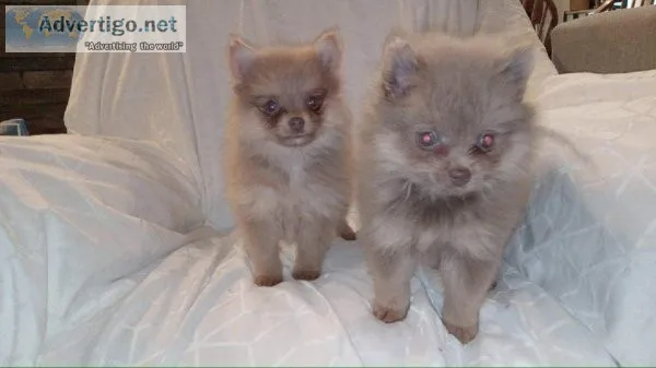 Lilac Pomeranian females