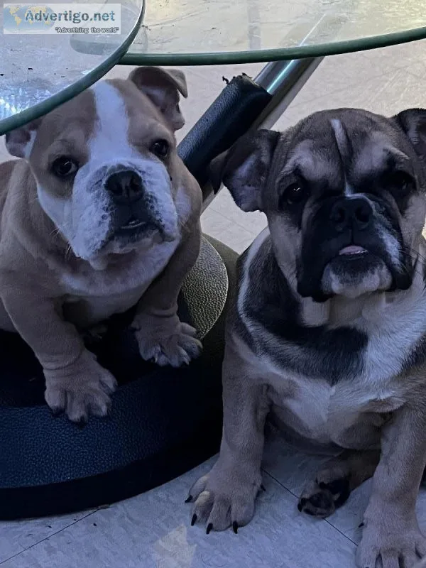 English bulldog