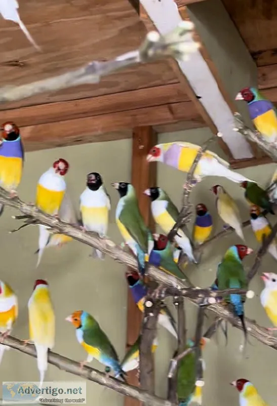 Gouldian Finch Finches - Birds