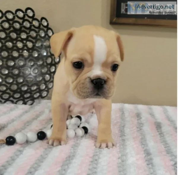 Seira Female Six Weeks