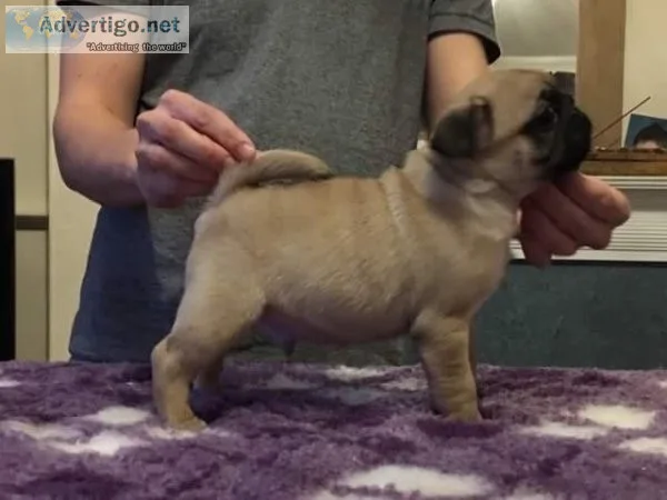 Beautiful small fawn pug