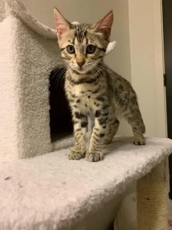 Pure and hypoallergenic bengal kittens  cats