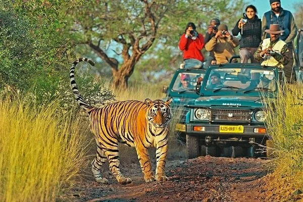 Best ranthambore tour packages at low prices