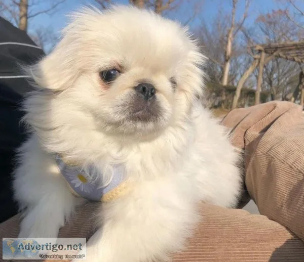Pekingese Puppies available