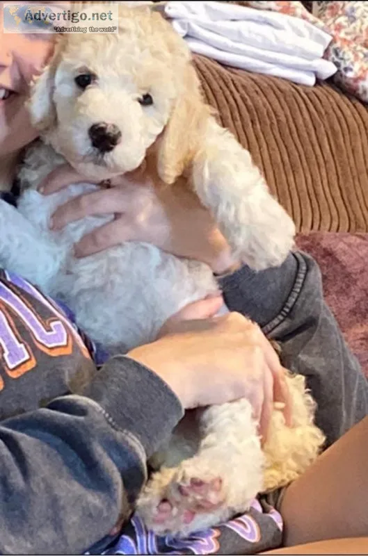 Standard poodles
