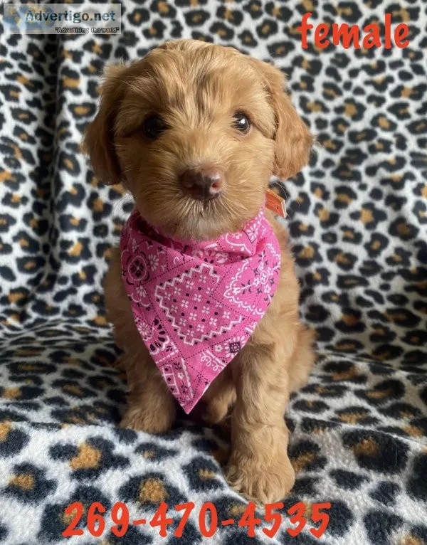 Schnoodle puppies