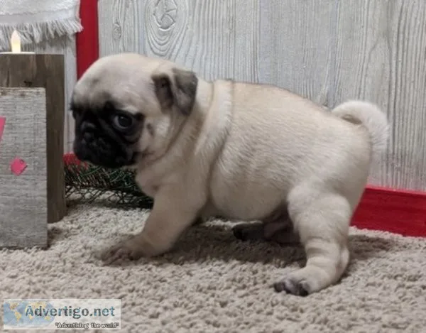 Pug puppies for sale near me