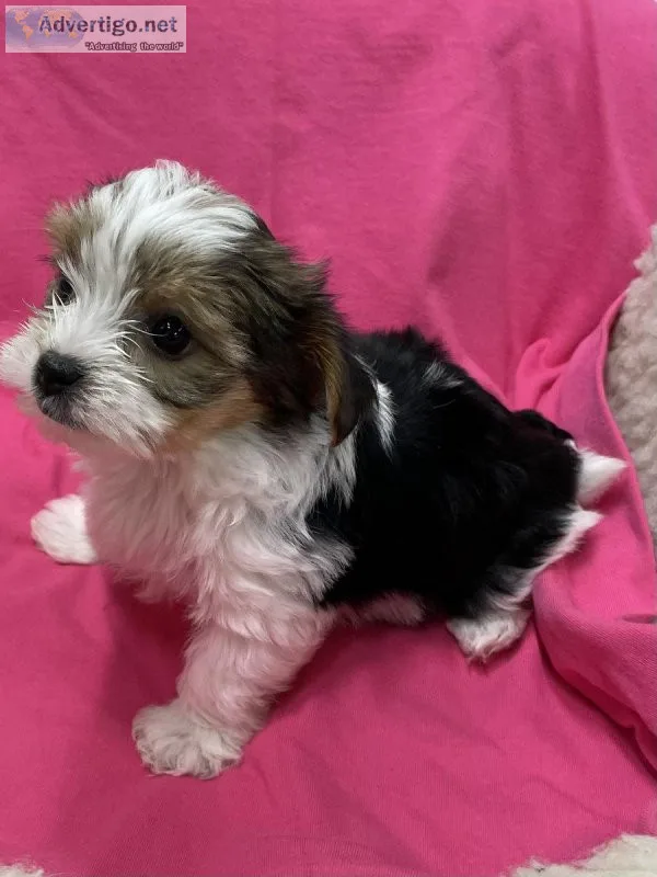 For Sale Tri-Colored Morkie Puppies