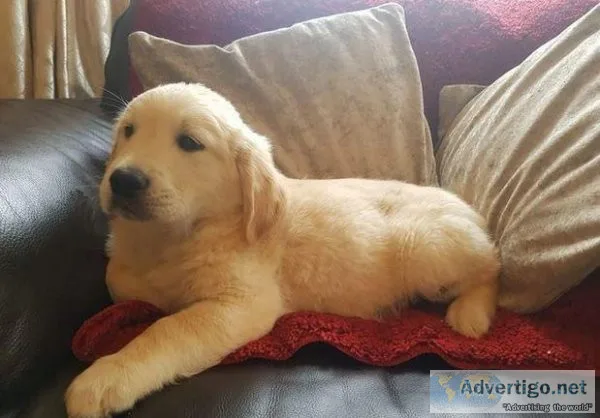 Licence Golden retriever puppies for sale