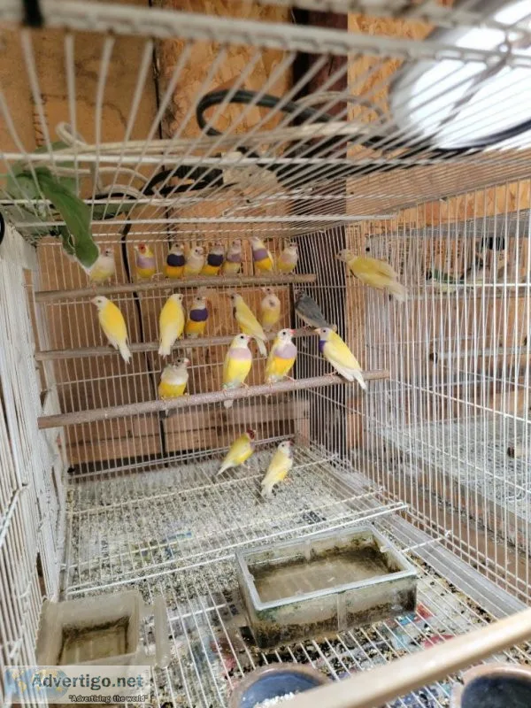 Finch Finches Beautiful Colorful Gouldian