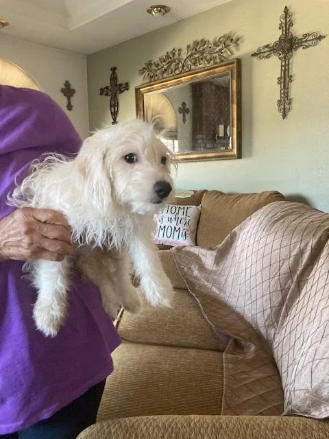 Beautiful Male s MalteseToy Poodle Mix