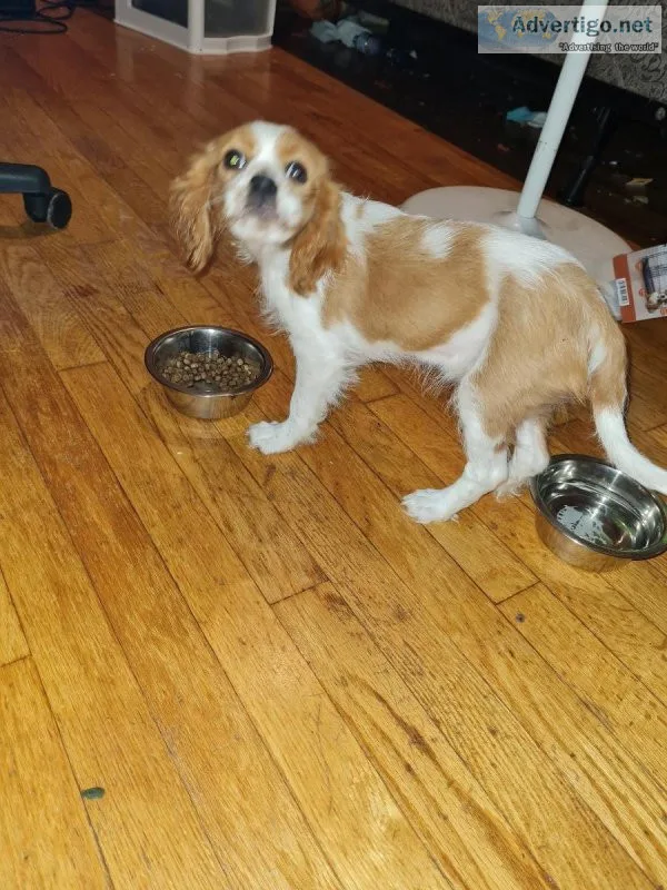 King Charles Cavalier Cocker Spaniel
