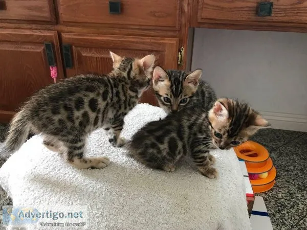 Hypoallergenic bengal kittens  cats