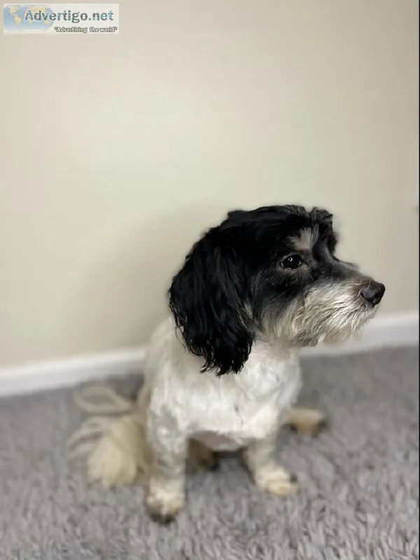 Year old Male Havanese