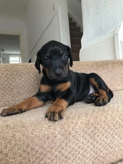 doberman pups
