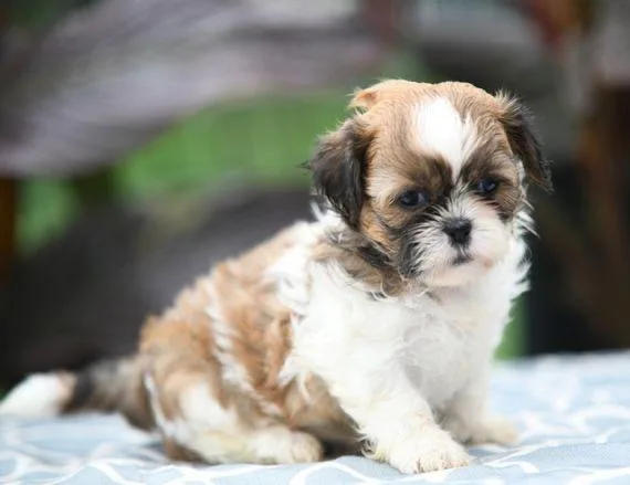 shitzu puppies