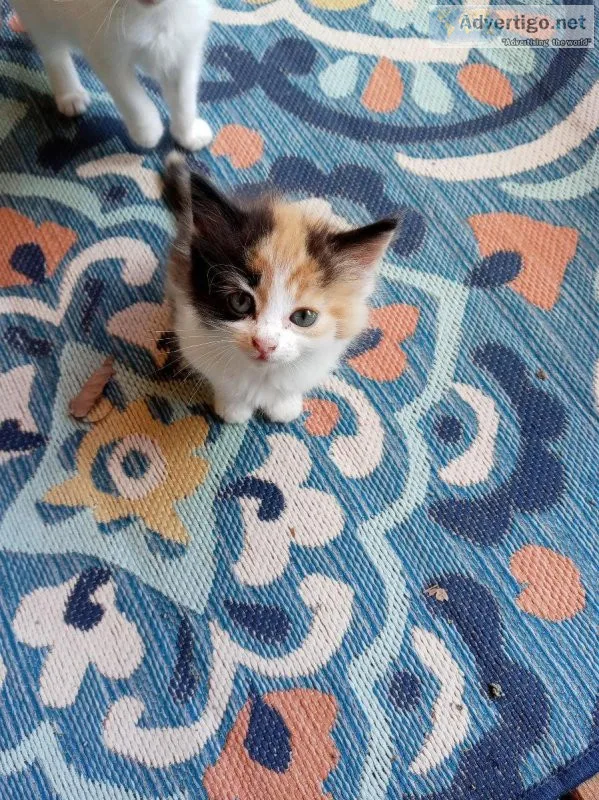 Free Kittens