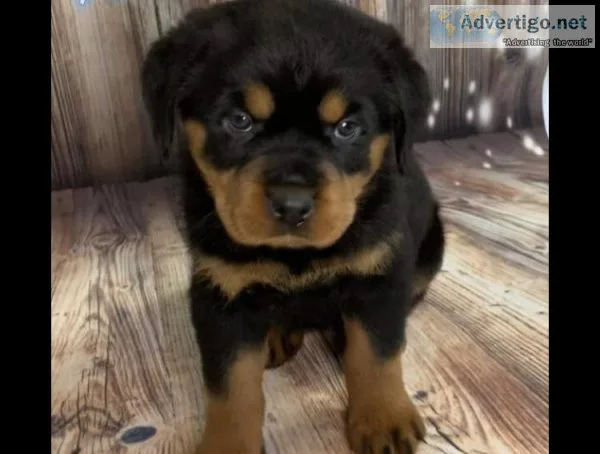 Ray Rottweiler Puppies (R.R.P).