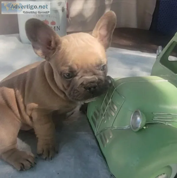 French BullDog
