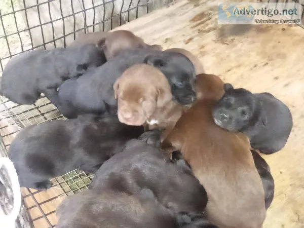 Free to good home lab pitbull mix puppies