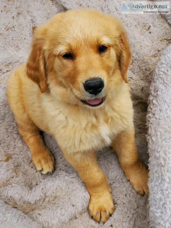 Akc golden retriever puppies