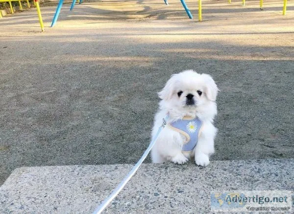Pekingese Puppies available