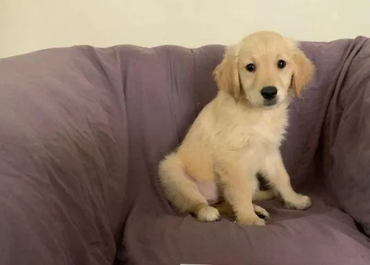 Obedient Golden retriever puppies avail