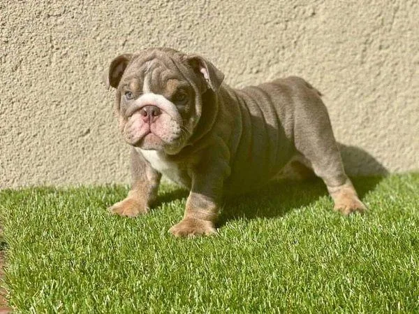 French bulldog for rehoming