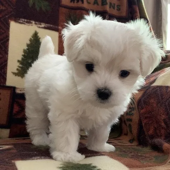 Home Raised Maltese Puppies
