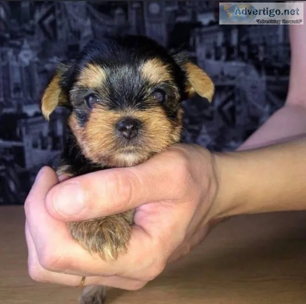 We have yorkie pups looking for a new home just send a message