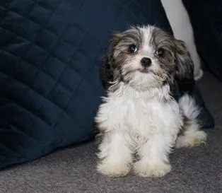 male puppy miki So sweet