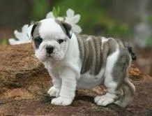 AKC English Bulldog Puppies