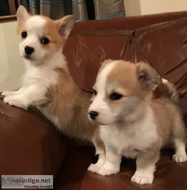 Cute Pembroke Welsh Corgi Puppies