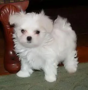 Apple-Head Maltese Puppies