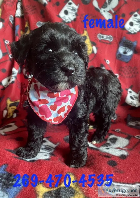 schnoodle puppies